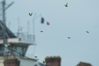 Siskin - Spinus spinus - Noé Ferrari - 6 October 2024