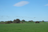 Crane - Grus grus - Kees Woutersen - 19 February 2024