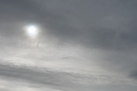 Crane - Grus grus - Kees Woutersen - 4 March 2024