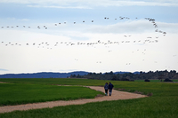 Crane - Grus grus - Kees Woutersen - 4 March 2024