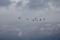 Crane - Grus grus - Kees Woutersen - 3 March 2024