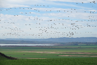 Crane - Grus grus - Kees Woutersen - 19 February 2024