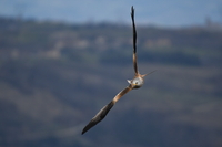 Red Kite - Milvus milvus - Rémi Metais - 3 March 2024