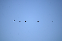 Cormorant - Phalacrocorax carbo - Théo Hurtrel - 19 March 2025