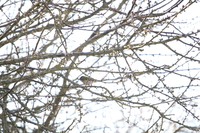 Firecrest - Regulus ignicapilla - Théo Hurtrel - 19 March 2025