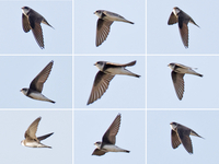 Sand Martin - Riparia riparia - René van Rossum - 23 March 2025