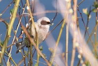 Penduline Tit - Remiz pendulinus - Dominique Testaert - 30 March 2025