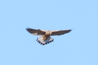 Kestrel - Falco tinnunculus - Eric Heijs - 6 April 2025