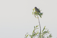 Corn Bunting - Emberiza calandra - Jorick van de Westeringh - 3 May 2025