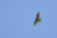 Honey Buzzard - Pernis apivorus - Jorick van de Westeringh - 11 May 2025