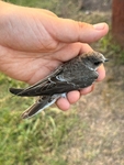 Sand Martin - Riparia riparia - Will Scott - 18 July 2025