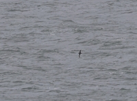 Sooty Shearwater - Ardenna grisea - Will Scott - 1 August 2025