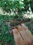 Sedge Warbler - Acrocephalus schoenobaenus - Will Scott - 10 August 2025