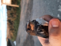 Swallow - Hirundo rustica - Will Scott - 5 September 2025