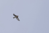 Common Rosefinch - Carpodacus erythrinus - Will Scott - 7 September 2025