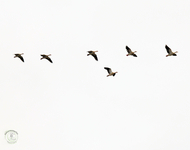 Egyptian Goose - Alopochen aegyptiaca - Dick Kuiperij - 4 November 2025