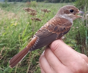 Red-backed Shrike - Lanius collurio - Ton Eggenhuizen - 19 August 2018