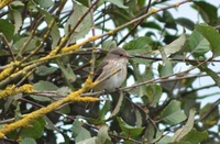 Spotted Flycatcher - Muscicapa striata - Will Scott - 11 September 2018