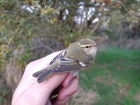 Yellow-browed Warbler - Phylloscopus inornatus - Fabian Schneider - 6 October 2018