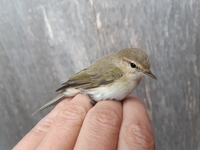 Phylloscopus collybita tristis 'fulvescens' - Phylloscopus collybita tristis 'fulvescens' - Fabian Schneider - 19 October 2018