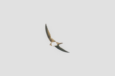 Alpine Swift - Tachymarptis melba - Gert Vandezande - 4 November 2018