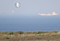 Mediterranean Gull - Ichthyaetus melanocephalus - René van Rossum - 24 April 2019