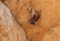 Wallcreeper - Stéphan Tillo - 24 March 2019