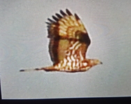 Honey Buzzard - Pernis apivorus - Michaël Dagnelie - 9 August 2019