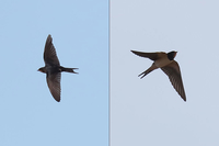 Swallow - Hirundo rustica - Eddy Vaes - 22 September 2019
