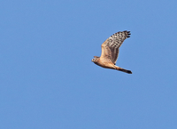 Hen Harrier - René van Rossum - 30 October 2019