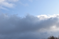 Tundra Swan - Cygnus columbianus columbianus - Bill Evans - 8 November 2019