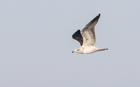 Lesser Black-backed Gull - Larus fuscus - Tom Reed - 4 March 2020