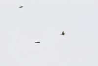 Siskin - Spinus spinus - Will Scott - 23 March 2020