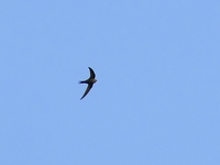 Swift - Apus apus - Hein Prinsen - 17 April 2020