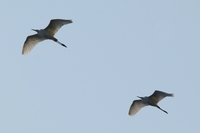 Great White Egret - Ardea alba - Leo de Ree - 26 April 2020