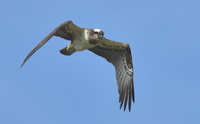 Osprey - Pandion haliaetus - johan verloop - 4 May 2020