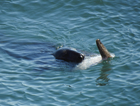 Ocean Sunfish - Mola mola - Brett Richards - 20 June 2020