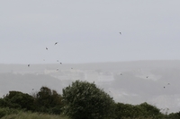 Swift - Apus apus - Will Scott - 28 June 2020