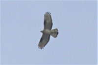 Honey Buzzard - Pernis apivorus - Cees Witkamp - 28 July 2020