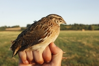 Quail - Coturnix coturnix - Gilles Mourgaud - 5 August 2020