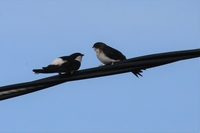 House Martin - Delichon urbicum - Cees Witkamp - 7 August 2020