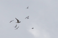 Hobby - Falco subbuteo - Will Scott - 23 August 2020