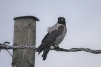 Hooded Crow - Corvus cornix - Cees Witkamp - 21 September 2020
