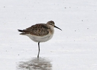 Curlew Sandpiper - Calidris ferruginea - John Kemp - 6 October 2020