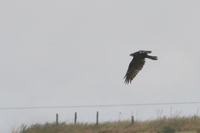Marsh Harrier - Circus aeruginosus - Will Scott - 25 August 2020