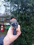 Bullfinch - Wouter Lebbink - 30 December 2020
