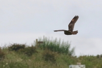 Long-eared Owl - Asio otus - Will Scott - 4 July 2020