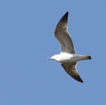 Caspian Gull - Larus cachinnans - Marc Dijksterhuis - 29 March 2021