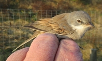 Whitethroat - Ruud Luntz - 20 April 2021