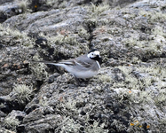 White Wagtail - Motacilla alba alba - John Kemp - 27 April 2021